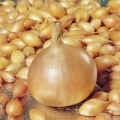 Ozimi luk - tehnologija uzgoja na otvorenom, 7 popularnih sorti