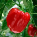 Pepper jupiter f1