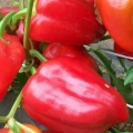 Egipatska snaga slatke paprike: karakteristike i opis sorte, fotografije, recenzije