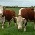 Zašto su britanske rase krava popularne kod uzgajivača?