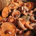 Zašto su gljive gorke: smrznute, soljene, kuvane, pržene