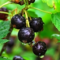 Detaljan opis pigmejskih sorti crne ribizle