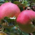 Detaljan opis sorte jabuke aport