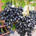 Detaljan opis sorte grožđa nadezhda azos