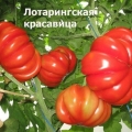 Ljepota rajčice lorraine: opis sorte, fotografije, recenzije