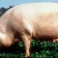 Pasmine svinja slanine: meso i njihove karakteristike
