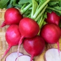 Radish duro krasnodar