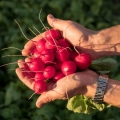 Alice's dream radish f1: recenzije + fotografije