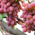 Ružičaste sorte grožđa i 5 njihovih najboljih vrsta