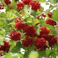 Viburnum sirup: korisna svojstva