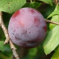 Plum eurasia