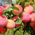 Plum queen victoria