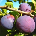 Plum starting