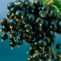 Grožđe crne ribizle - opis sorte i recenzije