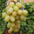 Pavlovska sorta ili monarh - karakteristike vinskog grožđa