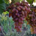 Transformacija sorte grožđa - opis i rokovi zrenja