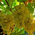 Sorta grožđa rizling (rizling): opis i karakteristike, fotografija