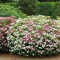 Spirea genpei