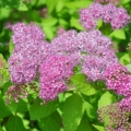 Spiraea japonica goldflame