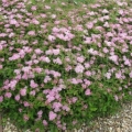 Spiraea japanska mala princeza