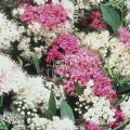 Spiraea japanese shirobana