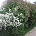 Spirea: vrste i sorte, fotografija, opis