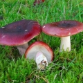 Russula postaje smeđa: fotografija i opis
