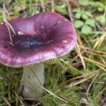 Russula krhka: opis i fotografija