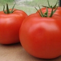 Paradajz afrodita f1: recenzije, opis, fotografija