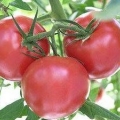 Paradajz andromeda f1: opis sorte, fotografije, recenzije
