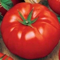 Paradajz goveđe čelo
