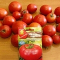 Ljubazni misha paradajz - karakteristike i opis sorte