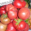 Mikado paradajz: crni, sibiriko, crveni