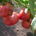 Debeli paradajz: karakteristike i opis sorte