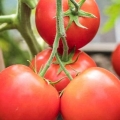 Paradajz verochka f1: recenzije sa fotografijama, opis sorte paradajza, sadnja i njega