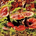 Polypore lakirani (reishi gljiva, ganoderma): ljekovita svojstva i kontraindikacije, fotografija i opis, recenzije liječnika onkologije