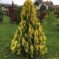 Thuja zapadna žuta vrpca (žuta vrpca, žuta vrpca): opis i fotografija, recenzije, visina