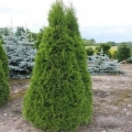Tuja zapadni smaragd (smaragd): fotografija i opis, veličina, otpornost na mraz, sadnja i njega