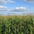 Žetva i tehnologija uzgoja kukuruza za silažu