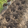 Đubriva za krompir prilikom sadnje u rupu u proleće