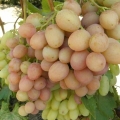 Rano gurmansko grožđe (novocherkassk crveno)