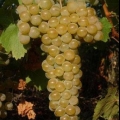 Grožđe kišmiš citron: opis sorte, fotografija