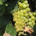 Muškat bijelo grožđe