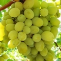 Plevensko grožđe: muškatni oraščić, otporan, augustin