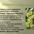Chardonnay grožđe: opis i karakteristike sorte
