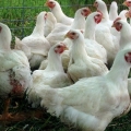 Uzgoj brojlera cobb 500 kod kuće