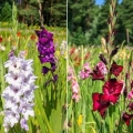 Uzgoj gladiola na otvorenom