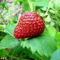 Uzgoj jagoda iz sjemena kod kuće