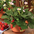 Uzgoj jagoda na prozorskoj dasci tokom cijele godine