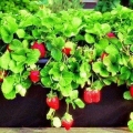 Uzgoj jagoda kod kuće tokom cijele godine